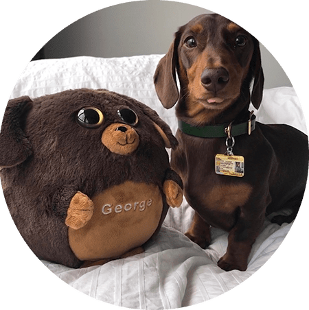 brown dog with waggables plush