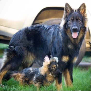real looking dog stuffed animals
