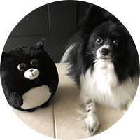 black and white dog with waggables plush