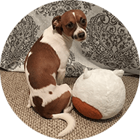 brown and white dog with waggables plush